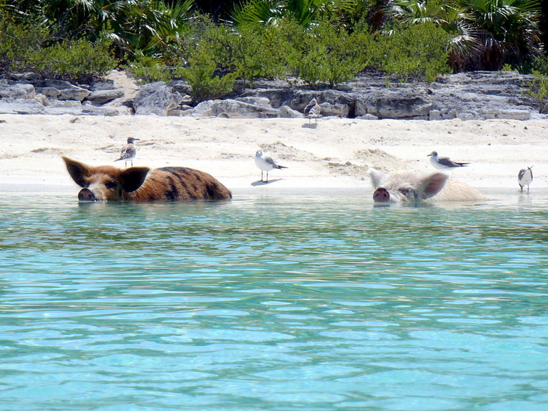 Cerdos de Cayo Big Major. Wikimedia Commons
